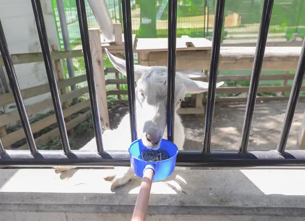 motofuchie-biological-garden-43 元渕江公園の生物園にいるヤギにはエサをあげられる