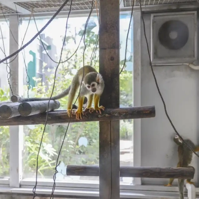 motofuchie-biological-garden-46 元渕江公園の生物園にいるリスザル