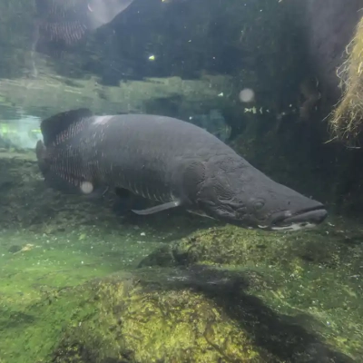 motofuchie-biological-garden-49 元渕江公園の生物園にいるピラルク