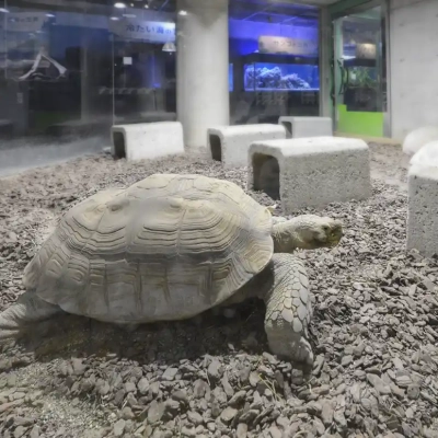 motofuchie-biological-garden-53 元渕江公園の生物園にいるケヅメリクガメ