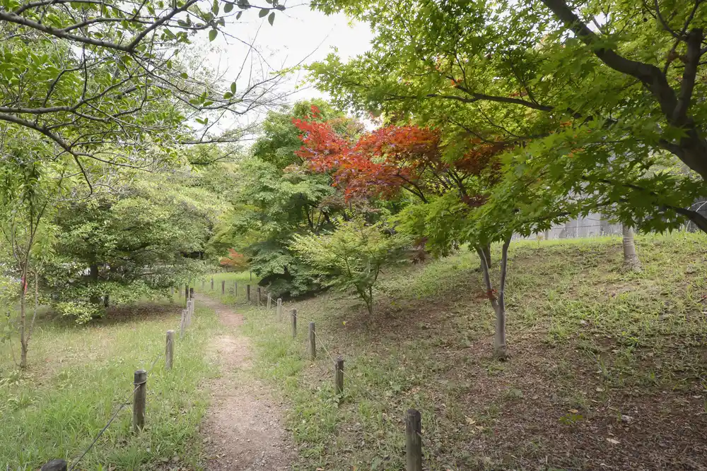 nakagawaA-maple-1 中川公園A地区にあるかえでの散歩道