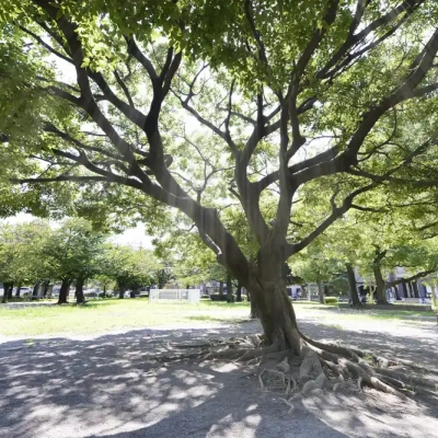 西新井みどり公園の緑地
