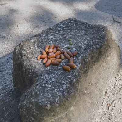 odai-square-5 足立区立小台公園にはどんぐりがある