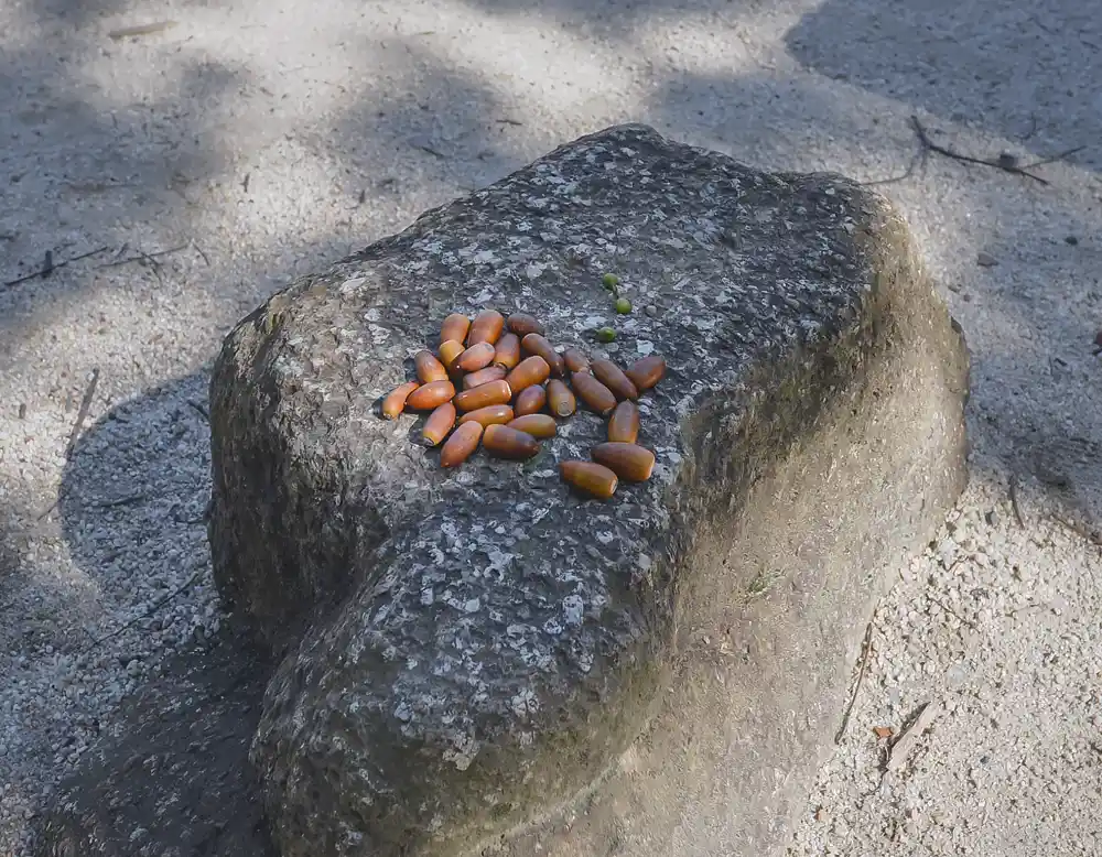 odai-square-5 足立区立小台公園にはどんぐりがある