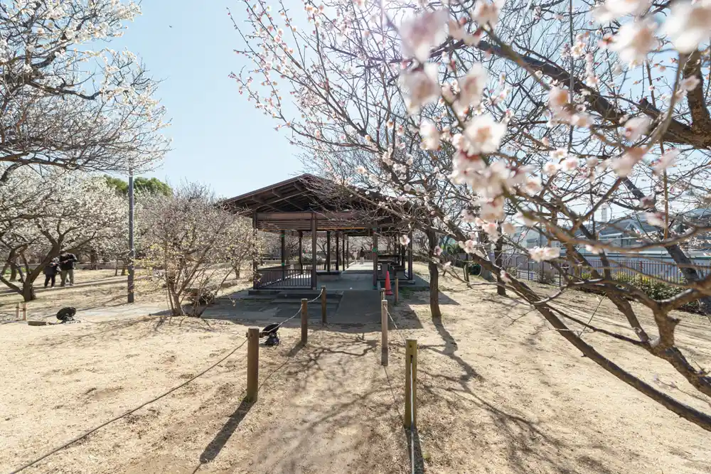 ooyata-plum-garden-1 大谷田公園にある梅園