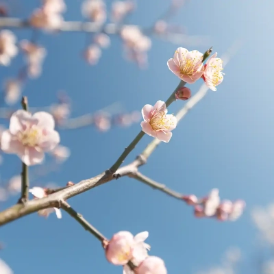 ooyata-plum-garden-2 大谷田公園にある梅園