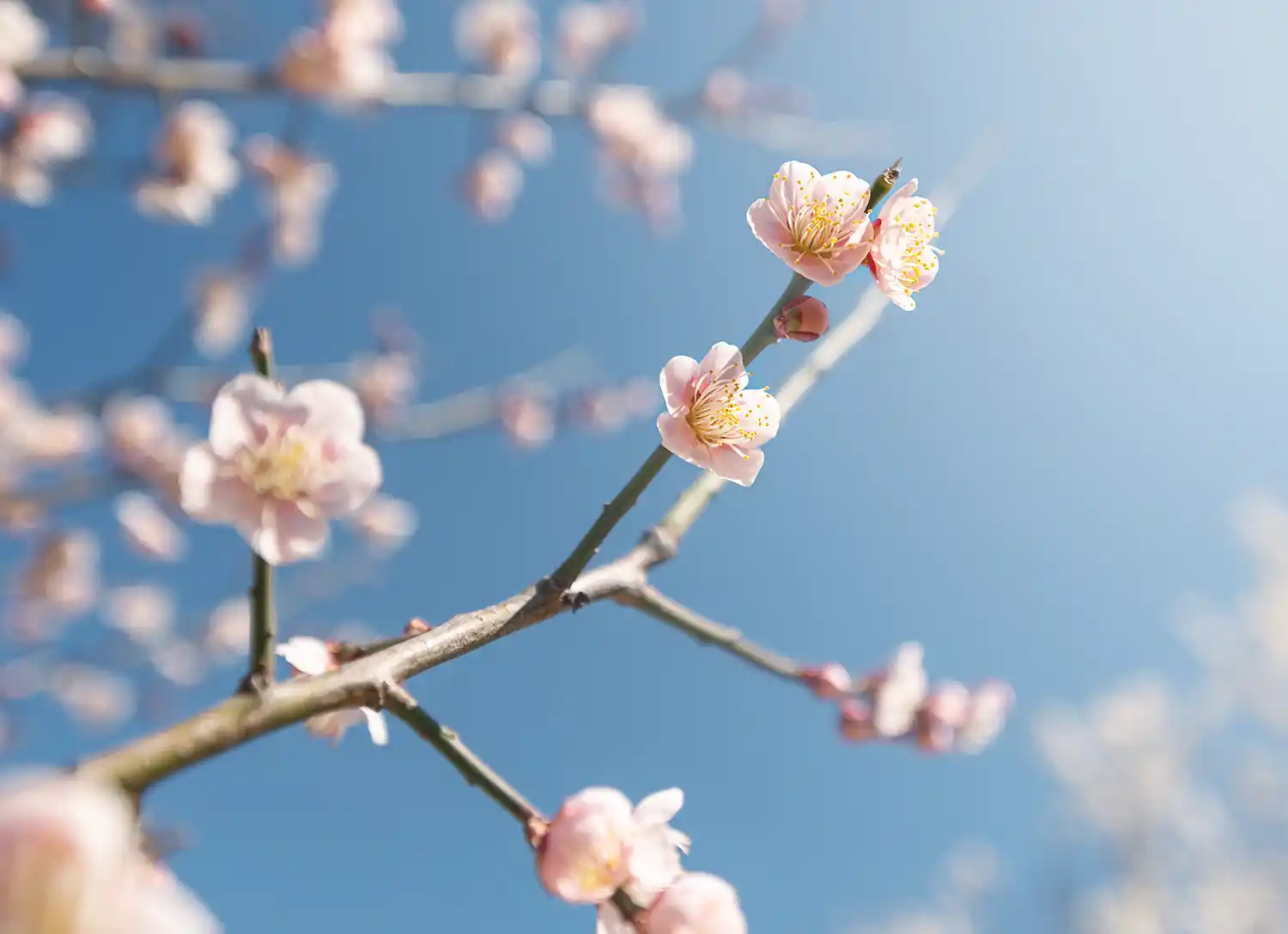 ooyata-plum-garden-2 大谷田公園にある梅園