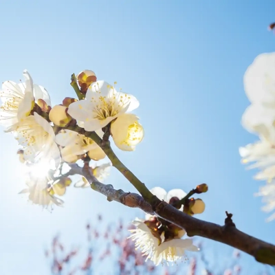 ooyata-plum-garden-3 大谷田公園にある梅園