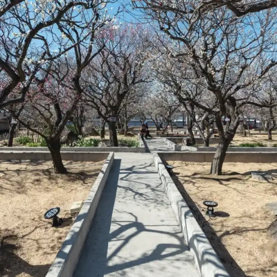 大谷田公園にある梅園