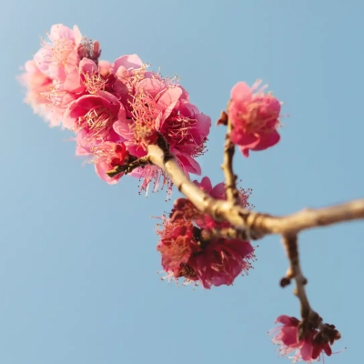 ooyata-plum-garden-7 大谷田公園にある梅園