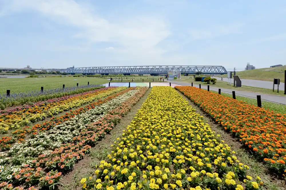 虹の広場（荒川河川敷）