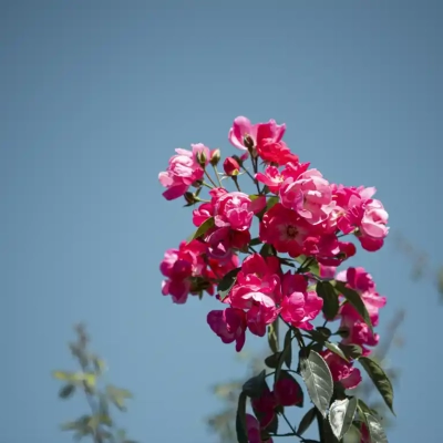 バラ「アンジェラ」（青和ばら公園）