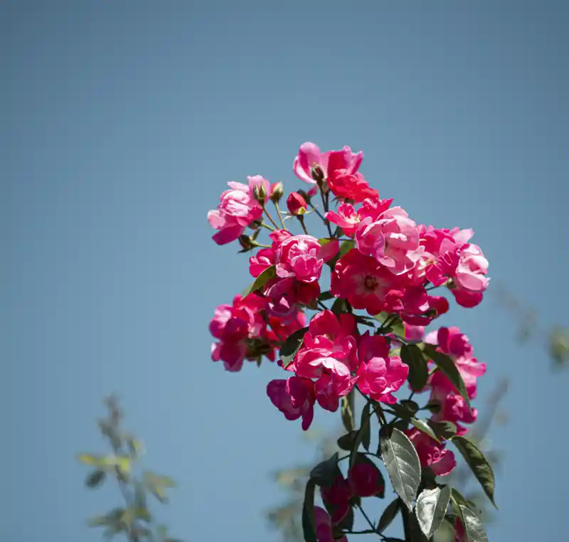 seiwabara-angera バラ「アンジェラ」(青和ばら公園)