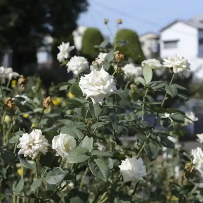 seiwabara-french-lace バラ「フレンチレース」(青和ばら公園)