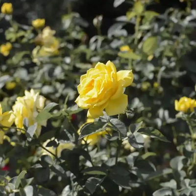 バラ「伊豆の踊子」（青和ばら公園）