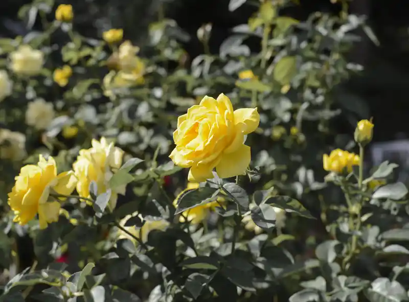 seiwabara-izunoodoriko バラ「伊豆の踊子」(青和ばら公園)