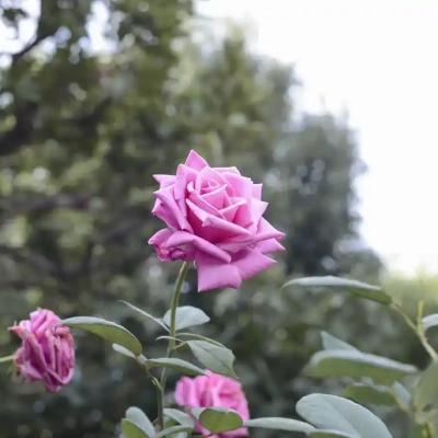 バラ「紫雲（しうん）」（青和ばら公園）