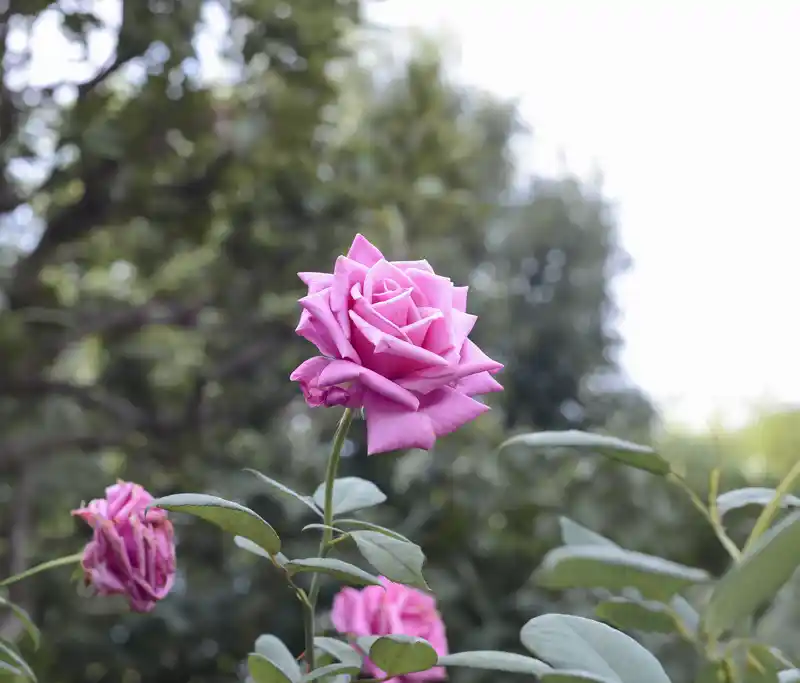 seiwabara-shiun バラ「紫雲(しうん)」(青和ばら公園)