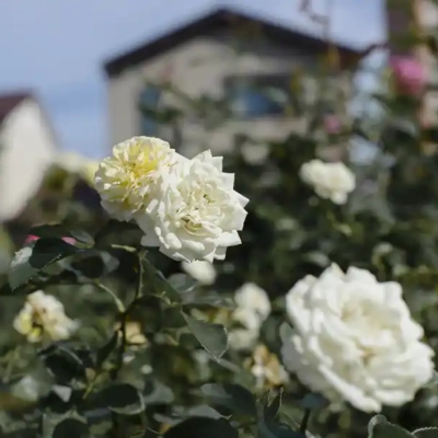 seiwabara-stephanie-guttenberg バラ「ステファニー グッテンベルク」(青和ばら公園)