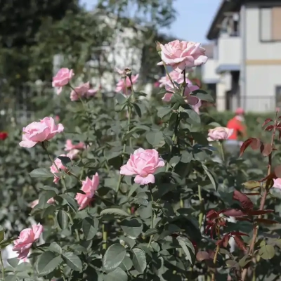 seiwabara-wedding-belles バラ「ウェディングベルズ」(青和ばら公園)