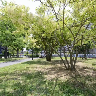 公園の緑地（関屋公園）