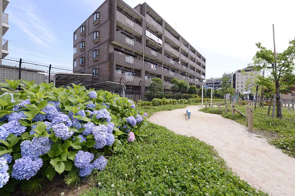 shimanem-landscape-2 アジサイ(島根みどり公園)