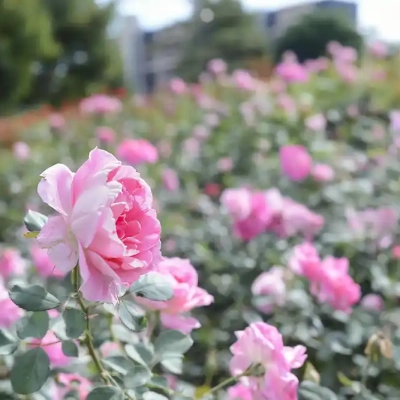 shindensakura-landscape-20 バラ花壇(新田さくら公園)