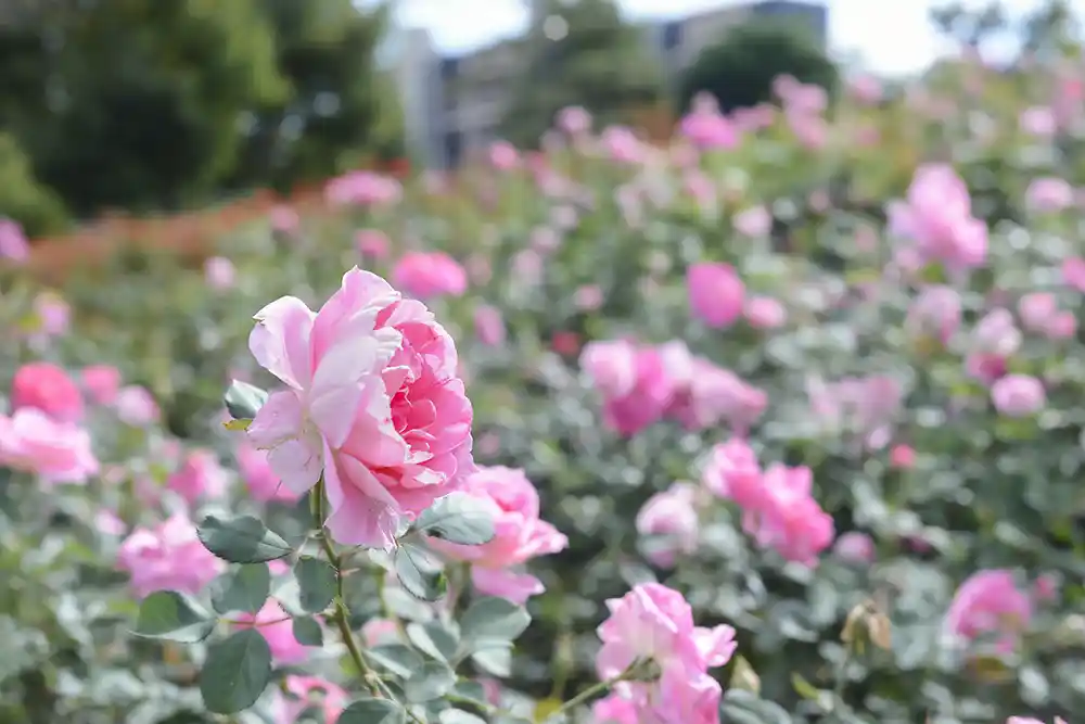 shindensakura-landscape-20