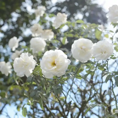 shindensakura-landscape-22 バラ花壇(新田さくら公園)