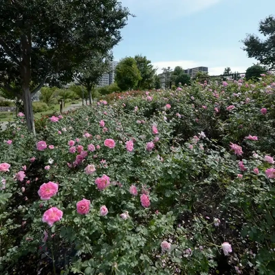 shindensakura-landscape-24 バラ花壇(新田さくら公園)