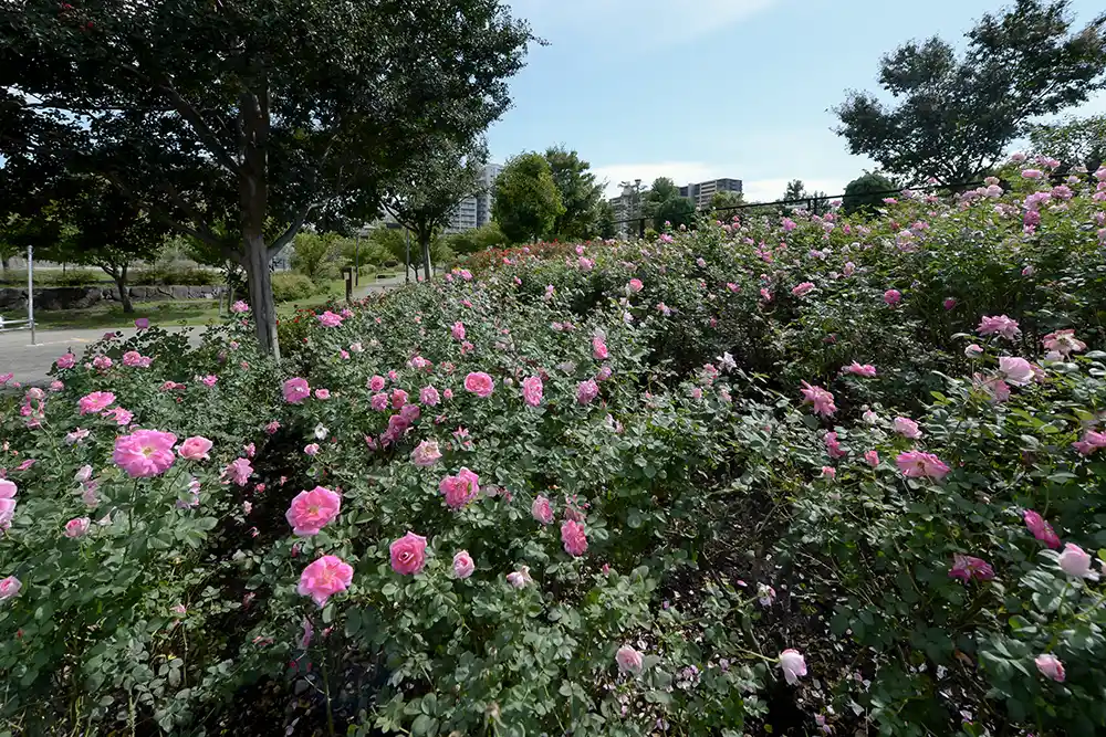 バラ花壇（新田さくら公園）