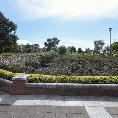 shindensakura-landscape-25 バラ花壇(新田さくら公園)