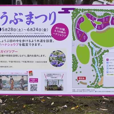 syoubu-calamus-festival-1 しょうぶ祭り2022案内(しょうぶ沼公園)