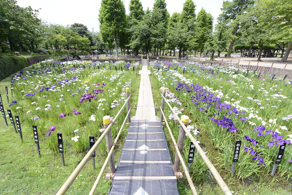 syoubu-calamus-festival-2 しょうぶ祭り(しょうぶ沼公園)