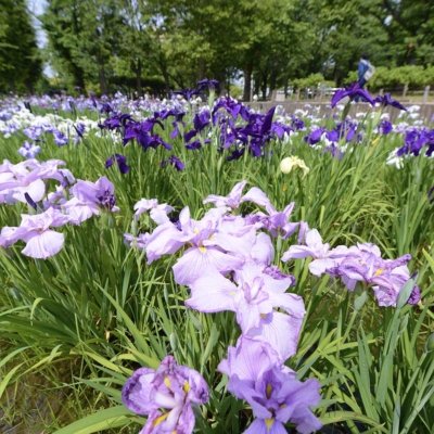 syoubu-calamus-festival-3 しょうぶ祭り(しょうぶ沼公園)