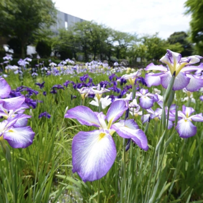 syoubu-calamus-festival-5 しょうぶ祭り(しょうぶ沼公園)