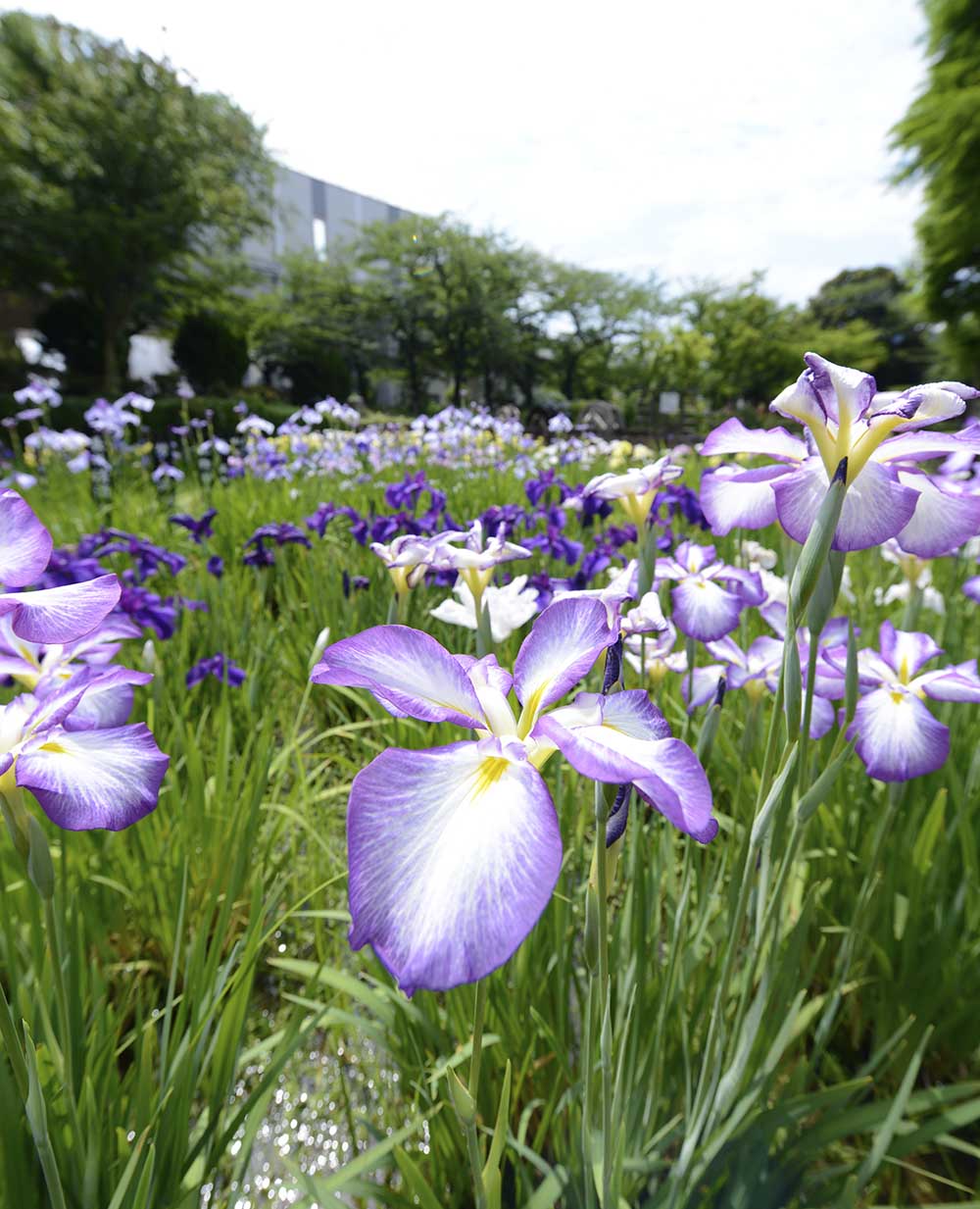 syoubu-calamus-festival-5 しょうぶ祭り(しょうぶ沼公園)