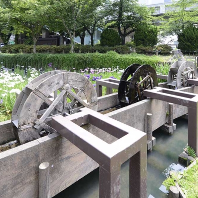 syoubu-calamus-festival-6 しょうぶ祭り(しょうぶ沼公園)
