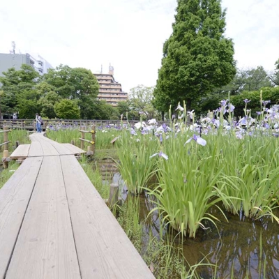 syoubu-calamus-festival-8 しょうぶ祭り(しょうぶ沼公園)