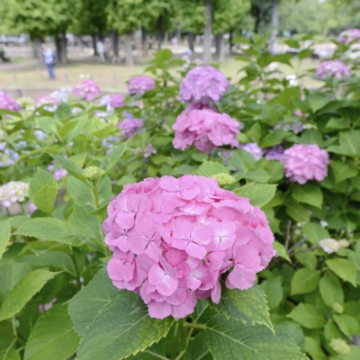 syoubu-hydrangea-1 あじさい(しょうぶ沼公園)