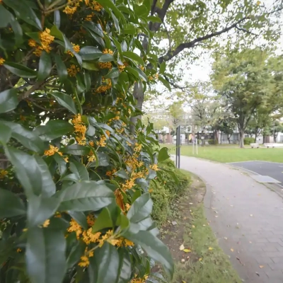 竹北公園の整備された歩道。車イスに乗ったまま間近で花を楽しめるインクルーシブ公園