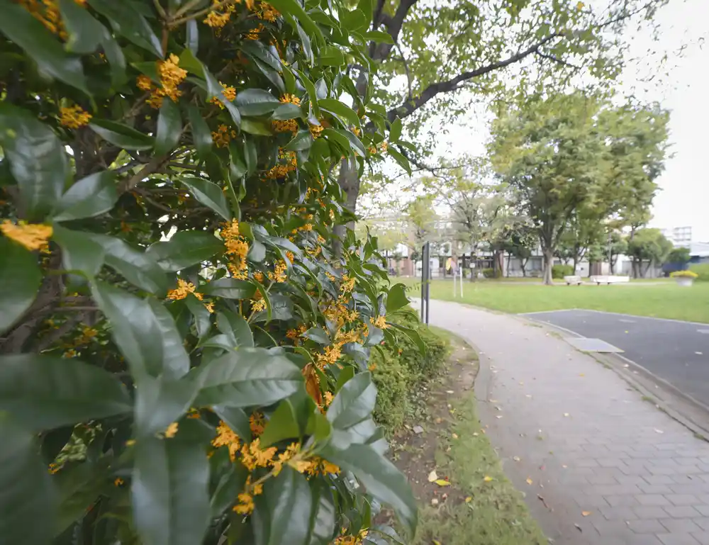 竹北公園の整備された歩道。車イスに乗ったまま間近で花を楽しめるインクルーシブ公園