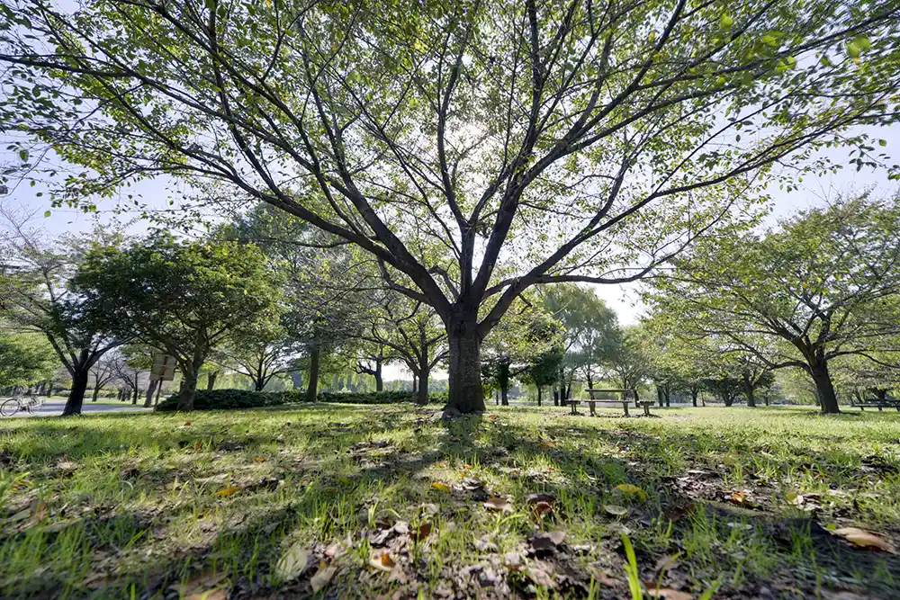 公園風景（舎人公園）