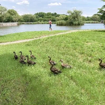 人懐っこいカモ（舎人公園）