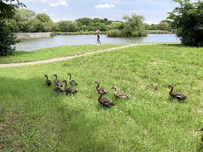 人懐っこいカモ（舎人公園）