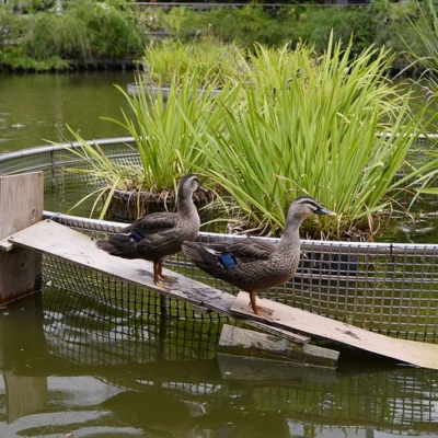 池に生息するカモ（東和親水公園）