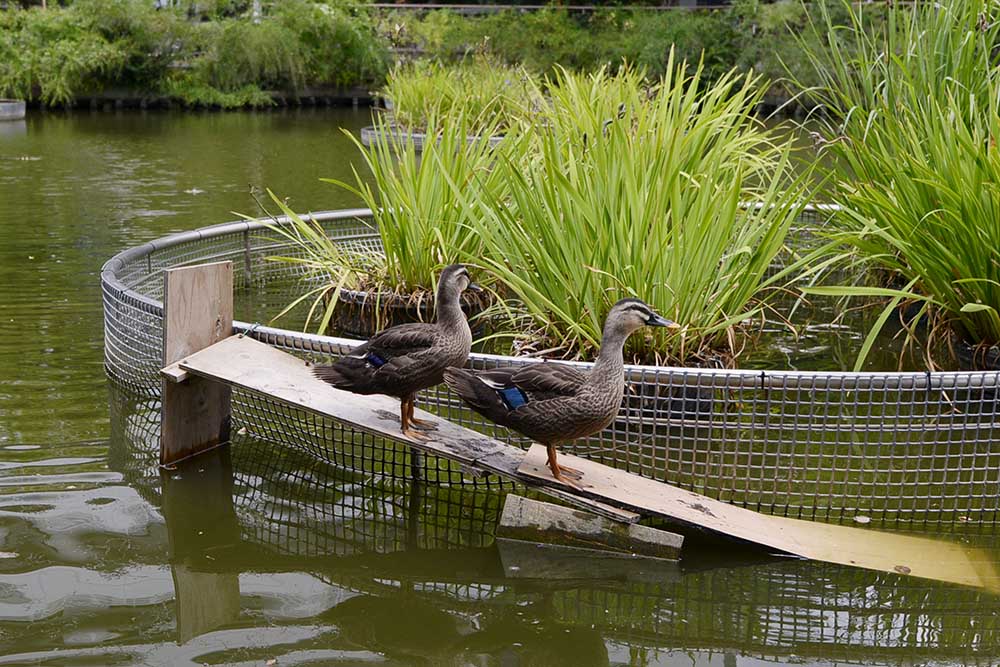 池に生息するカモ（東和親水公園）