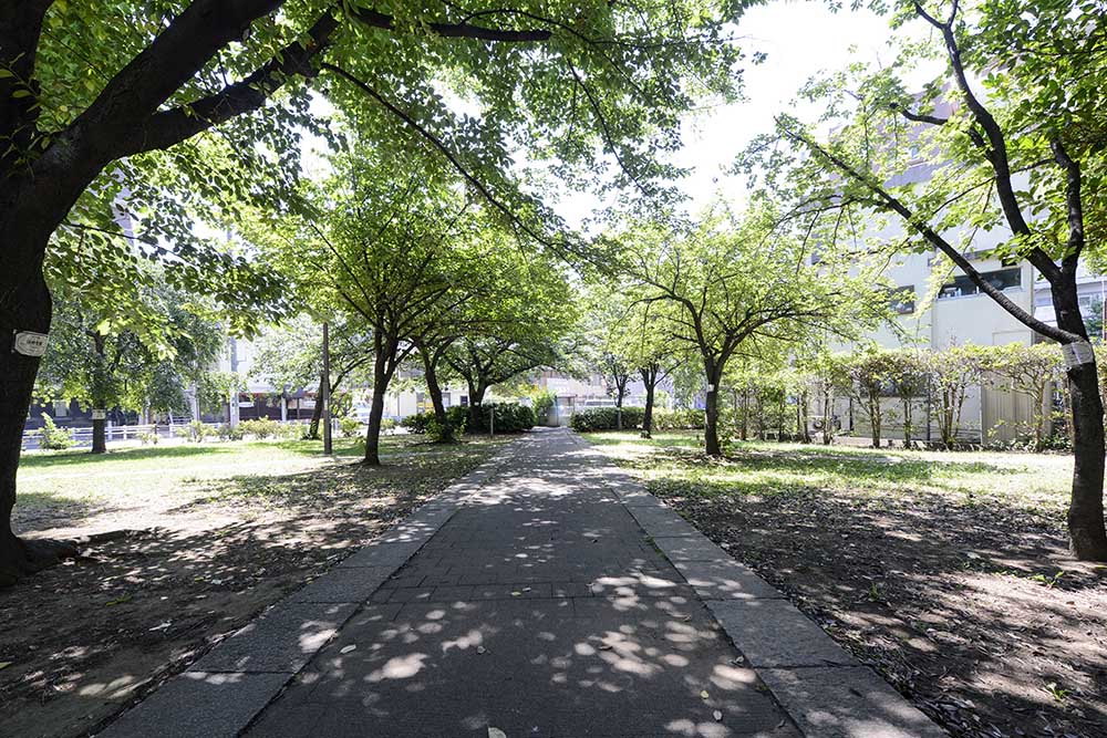 遊歩道（中央公園）