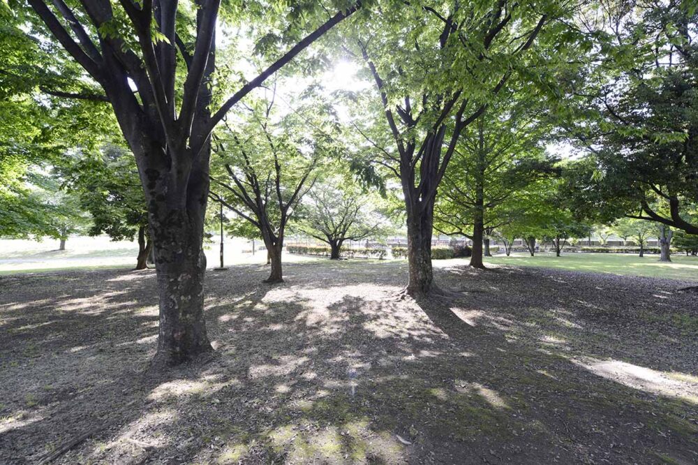 nakagawab-forest-1 「果樹の森」「四季の森」(中川公園B地区)