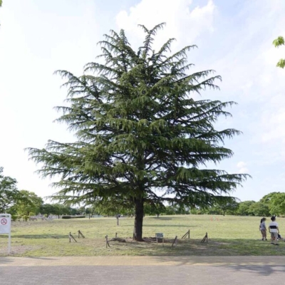 シンボルツリー（中川公園B地区）